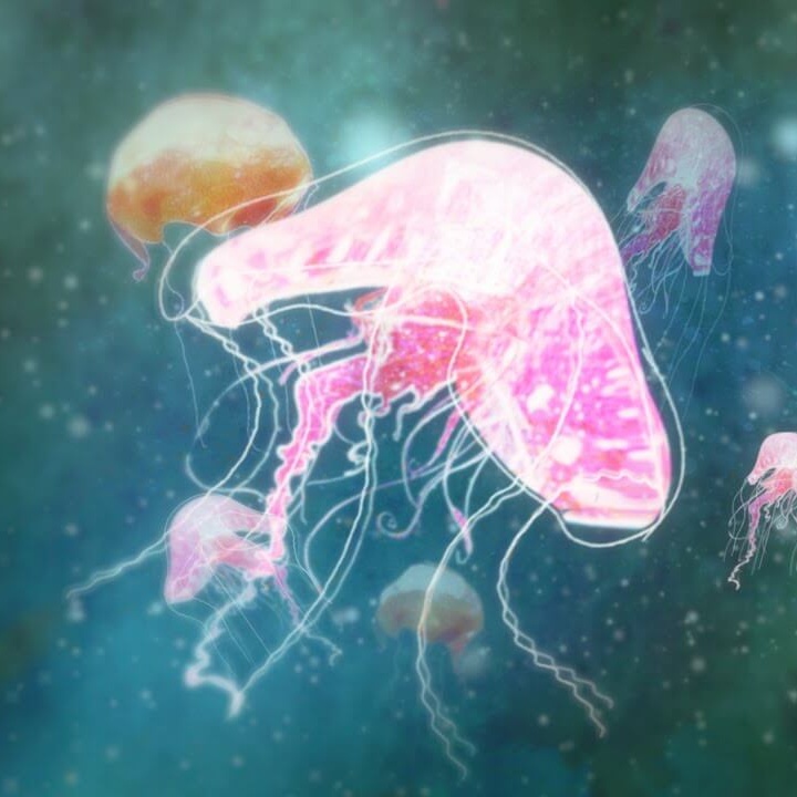 medusa rosa en el agua
